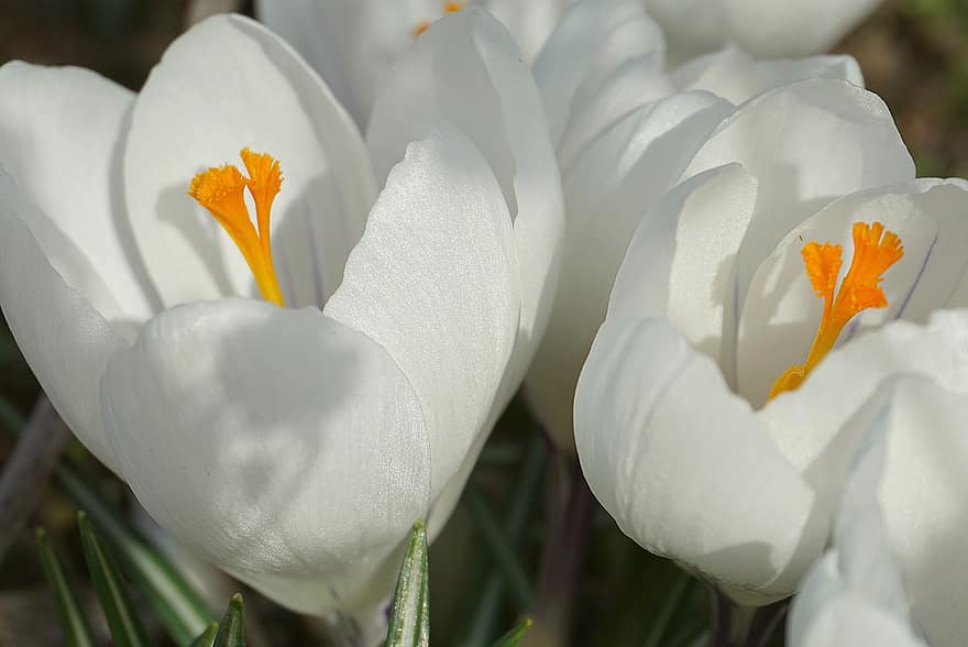 Białe Krokusy, kwiaty wiosny, wiosna, ogród, flora, roślina, Natura, krokus, kwiat, kwitnie, kwiaty