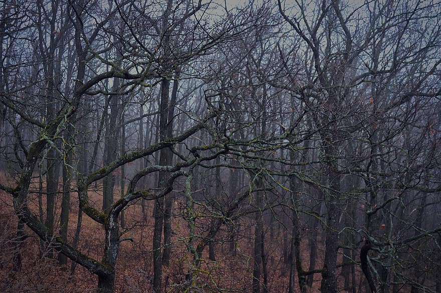 mlha, les, Příroda, podzim
