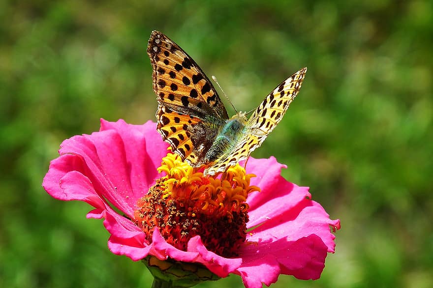 fleur, papillon, pollinisation, insecte, entomologie, Floraison, macro, zinnia, la nature, jardin
