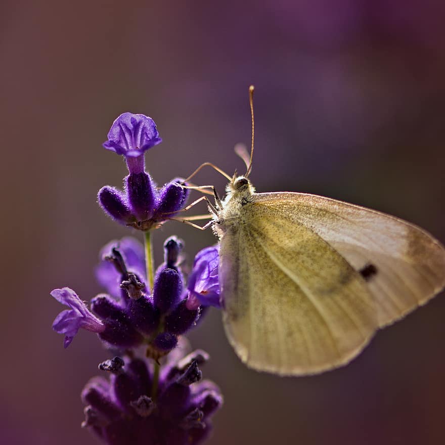Nature, Butterfly, Flower, Cabbage White, Cabbage Butterfly, White Butterfly, Small Cabbage White, Small White, Insect, Animal, Animal World