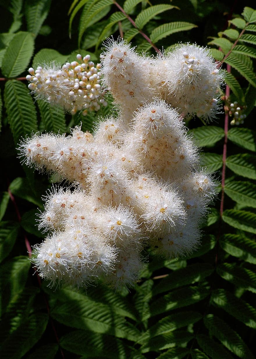Dấu phẩy hạt lông phía bắc, sorbaria sorbifolia, cây bụi, hoa