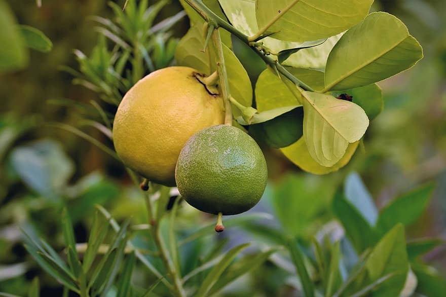 grapefruit, ovoce, citrusové ovoce, vitamíny, grapefruitový strom, zralý, zdravý, svěžest, zelená barva, list, letní