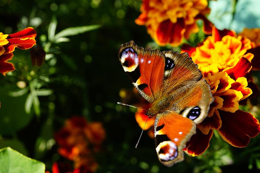 пеперуда, цвете, опрашвам, опрашване, насекомо, крилато насекомо, крила на пеперуда, разцвет, цвят, флора, фауна