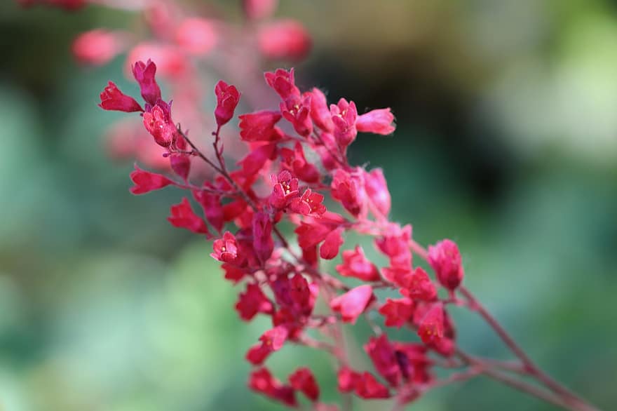 campane di corallo, infiorescenza, rosso, fiorire, fioritura, Heuchera, impianto di frantumazione delle rocce, flora, fiore, giardino