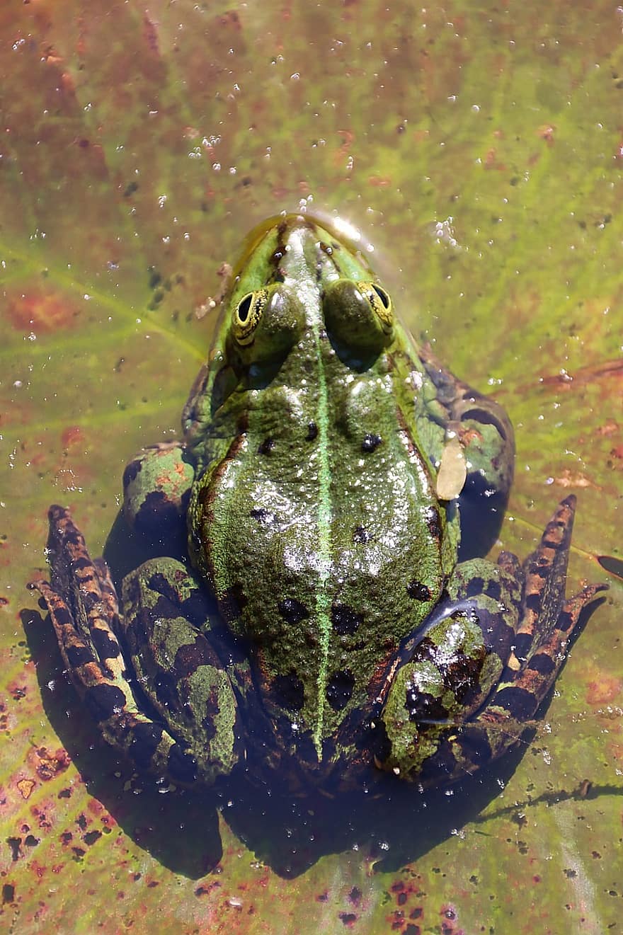 žába, zvíře, Příroda, obojživelník, volně žijících živočichů, rybník, voda, zelená, divočina, fotografování zvířat, ropucha