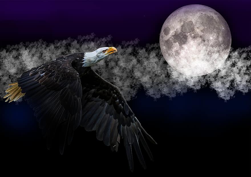 águila, Luna, cielo, Luna llena, cielo nocturno, noche, luz de la luna, volar, vuelo, Ave volando, Águila volando