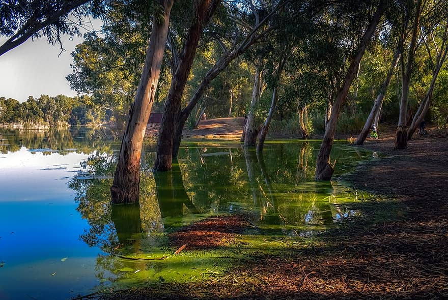 Lake, Forest, Trees, Park, Nature, Landscape, Scenery, Woods, Woodlands, Bank, Water Reflection