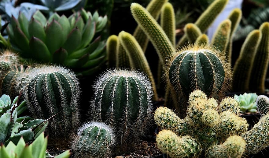 kaktus, potteplanter, natur, flora, anlegg, nærbilde, grønn farge, blad, saftig plante, botanikk, torn