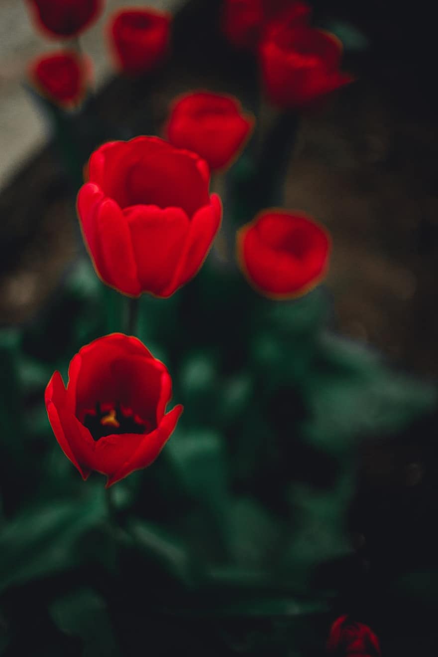 tulipán, virágok, piros virágok, szirmok, piros szirmok, virágzás, virágzik, természet, tavaszi virágok, növényvilág, virág