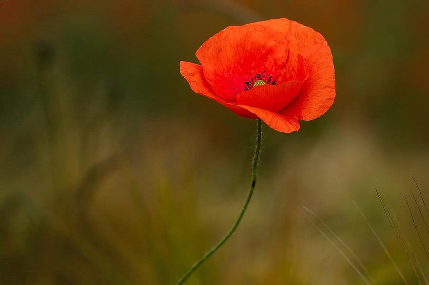 Poppy, Flower, Plant, Red Poppy, Red Flower, Petals, Bloom, Nature, close-up, summer, green color