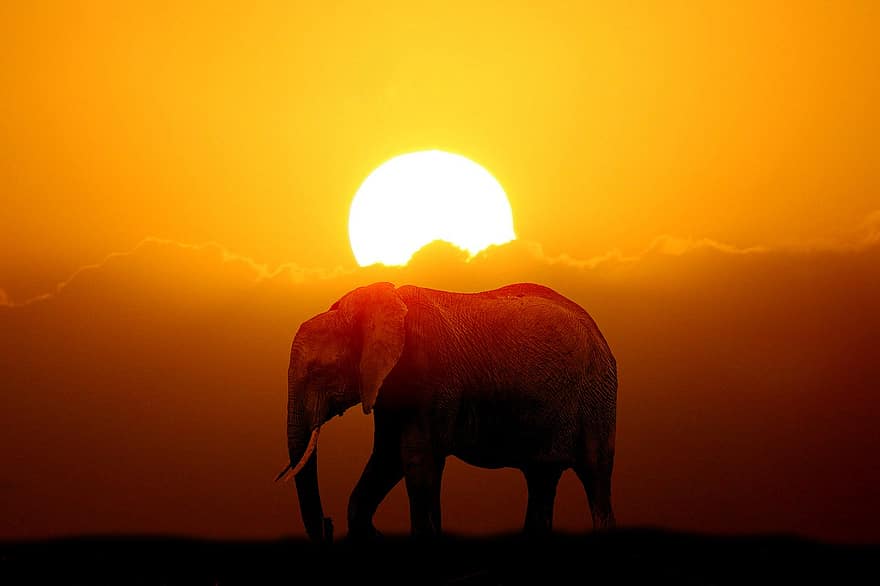 elefanți, pachiderme, apus de soare, mediu rural, animale, cerul de seară, iluminare din spate, siluetă, soare, răsărit, zori de zi