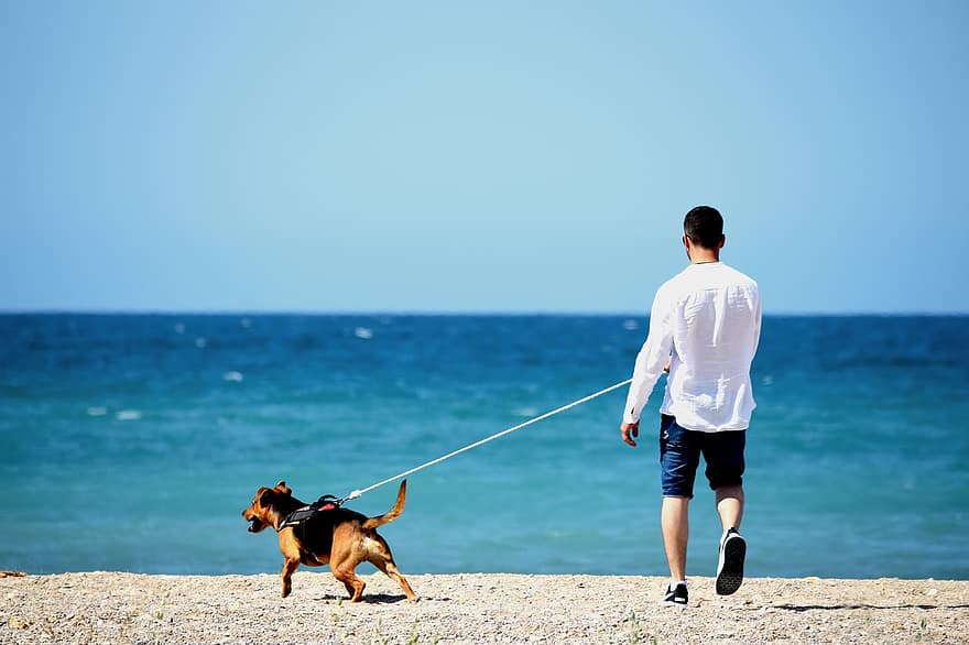 Mann, hund, Strand, hav, natur, landskap, person, dyr, sand, horisont, lykke
