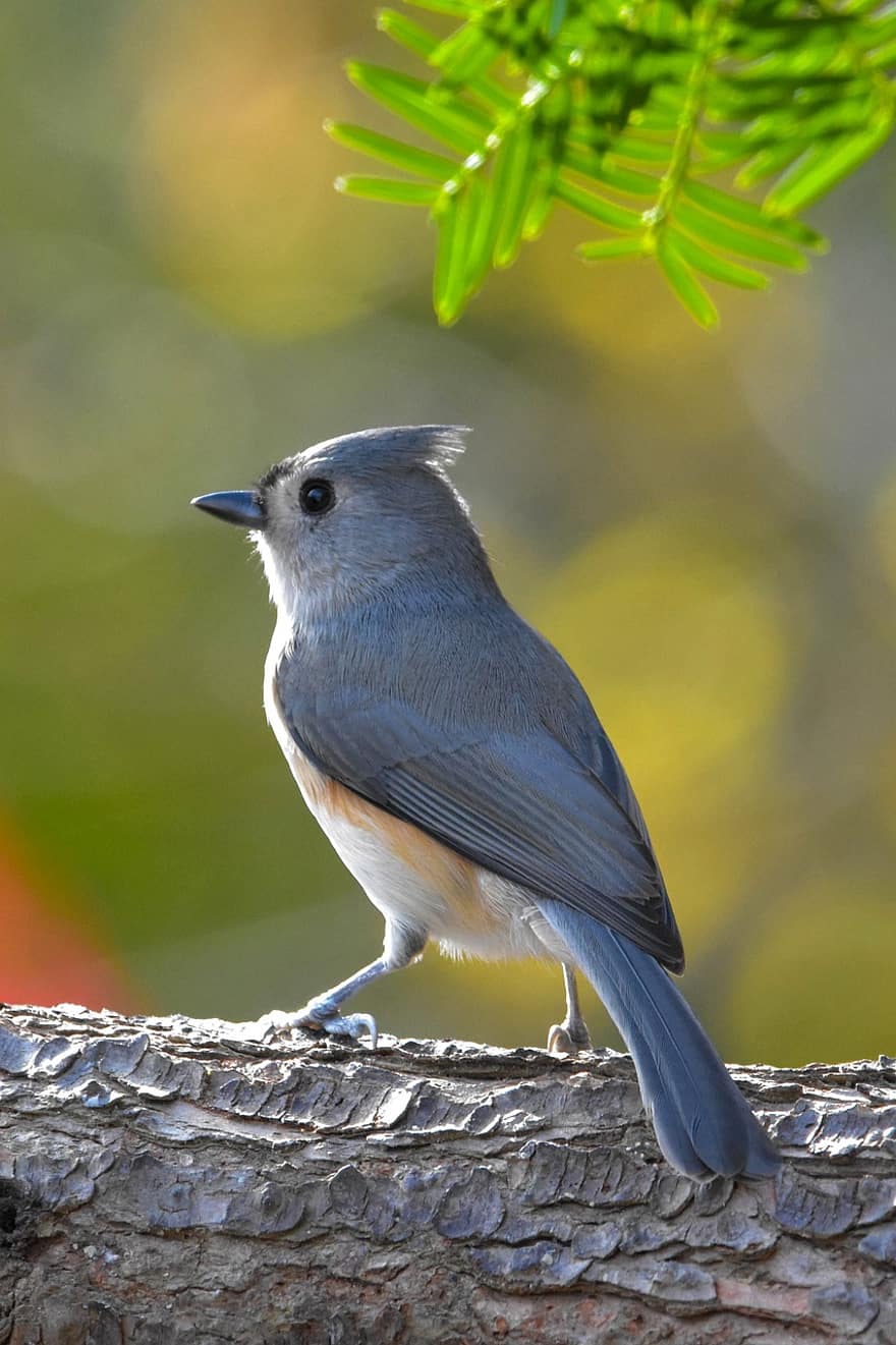 Tufted Titmouse, Bird, Log, Perched, Perched Bird, Feathers, Plumage, Ave, Avian, Ornithology, Bird Watching