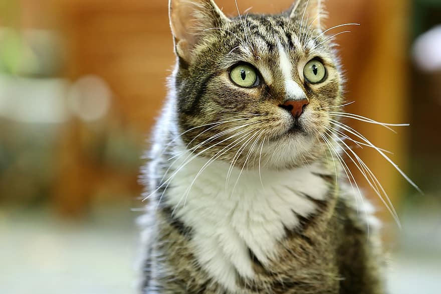 kedi, orkinos, kedinin gözleri, ev kedisi, Evcil Hayvan, kedi surat, gözleri, bıyık, görünüm, portre