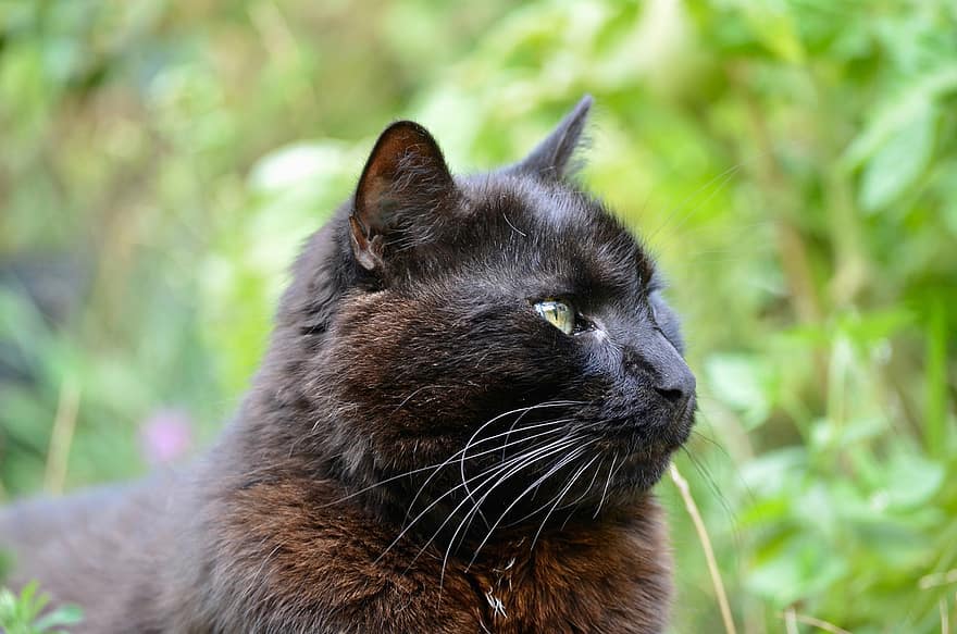 katt, kjæledyr, dyr, huskatt, britisk shorthair, svart katt, feline, portrett, fluffy, søt