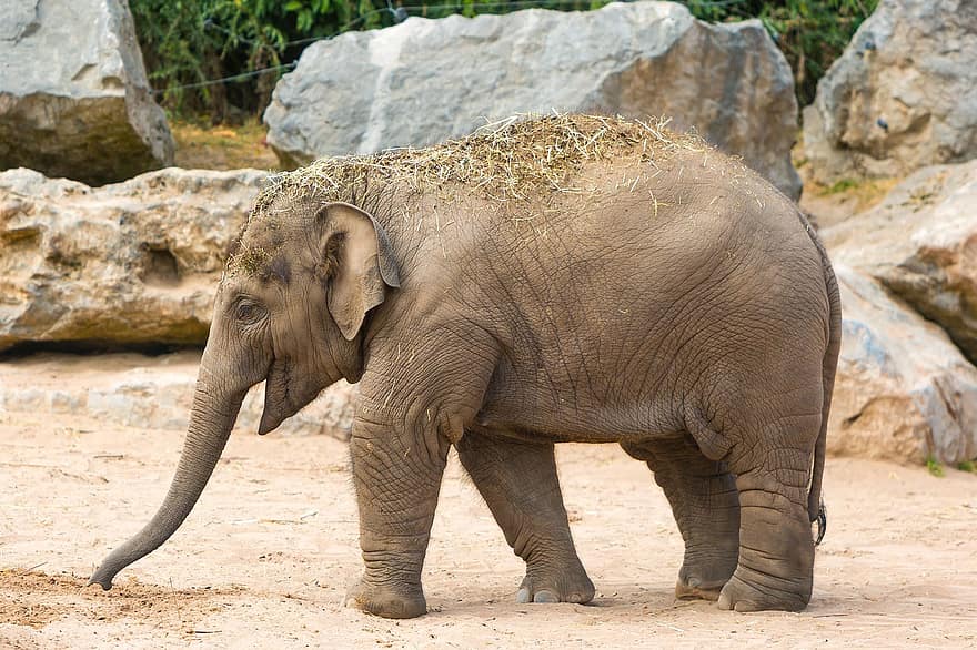 слоненок, слон, толстокожее животное, Честерский зоопарк, животные в дикой природе, вымирающие виды, Африка, большой, ствол животного, сафари животные, Африканский слон