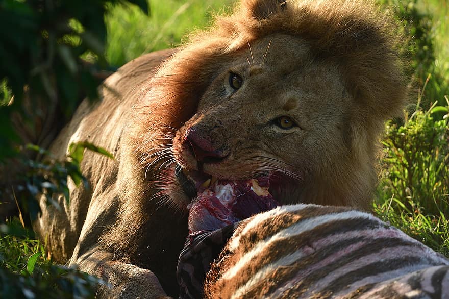 Lion, animal, Masai Mara, Afrique, faune, mammifère, panthera leo