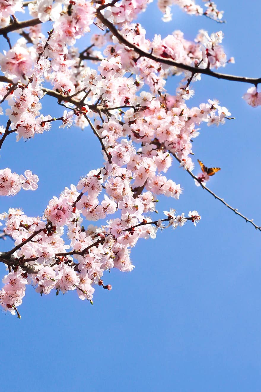 Třešňový květ, květiny, jaro, růžové květy, okvětní lístky, sakura, květ, větev, strom, flóra, Příroda