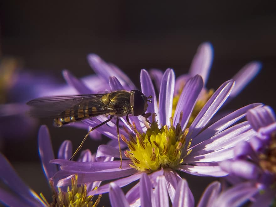 çiçek, böcek, bal arısı, yaban arısı, makro