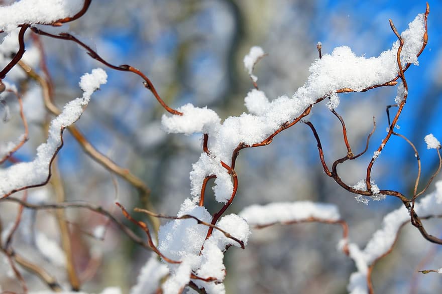 Frost, Winter, Branches, Snow, Ice, Corkscrew Willow, Twigs, Plant, Tree, Nature, Wintry