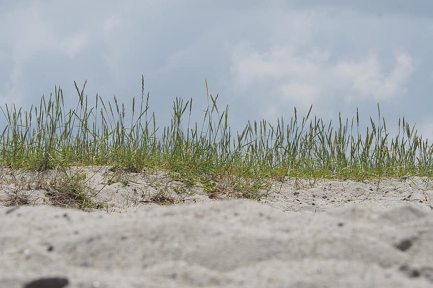 Strand, Sand, Gras, Dünen, Küste, Natur