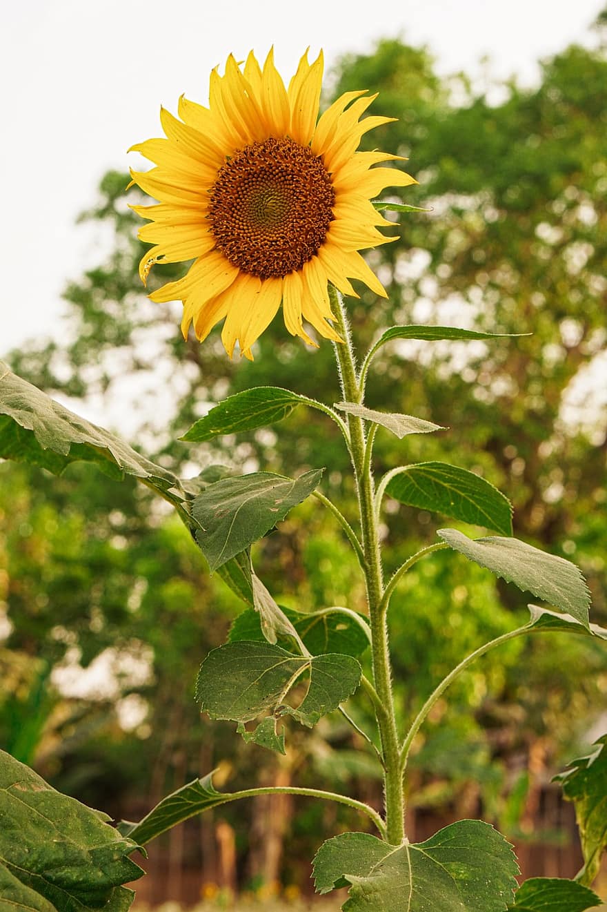 Sunflower, Flower, Plant, Yellow Flower, Petals, Bloom, Wildflower, Leaves, Spring, Garden, Nature