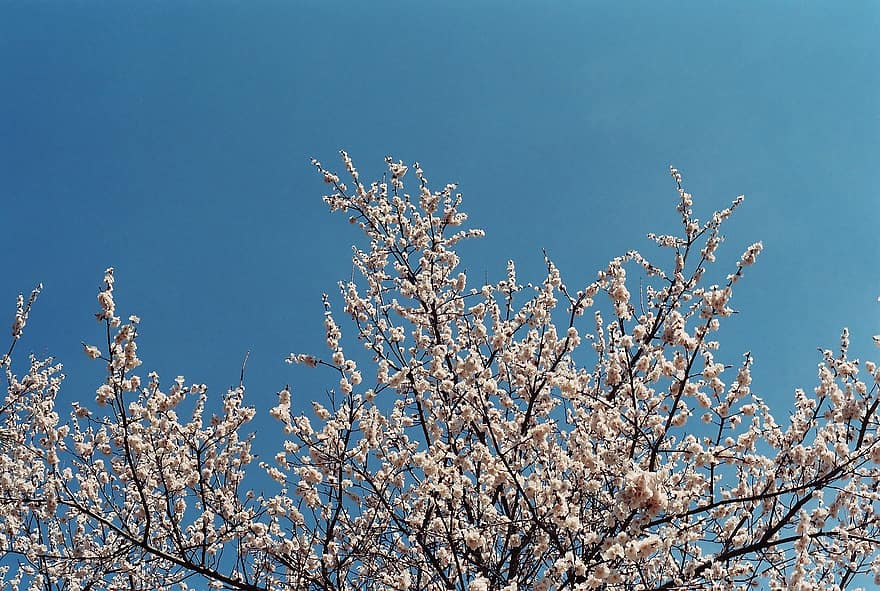 copac, natură, flori de cireș, a inflori, botanică, primăvară