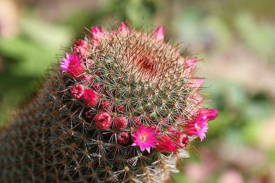 cactus, suculent, flori, district