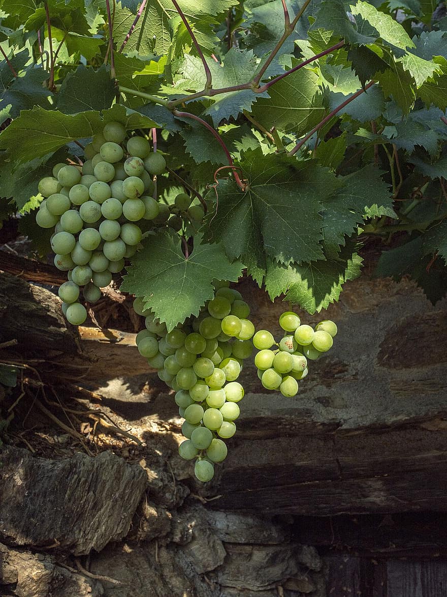 Vine Grape, Grape, Cluster, Fruit, Leaves, Wine, Plant, Healthy