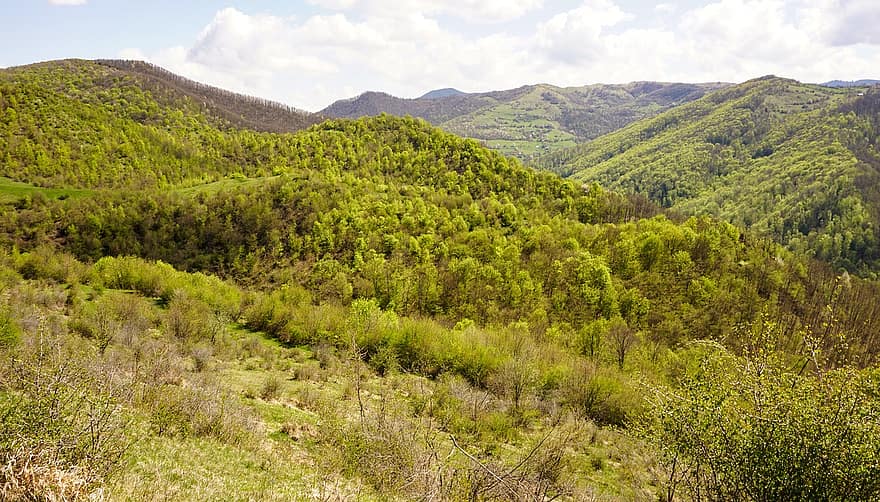 Transylvania, bergen, skog, Liteni, träd, kullar, landskap, natur, trän, gräs, vår