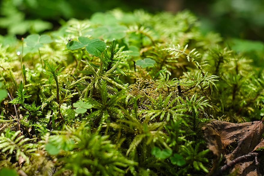 Moss, Clover, Forest, Plants, Trefoil, Nature