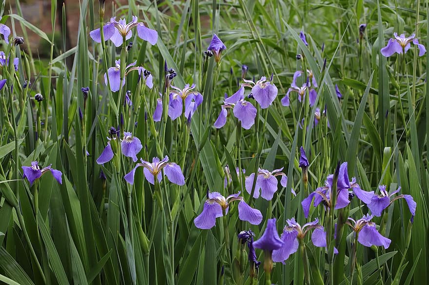 irisbloem, bloemen, de lente, paarse bloemen, lente bloemen, bloeien, fabriek, water plant, tuin-, natuur, Purper