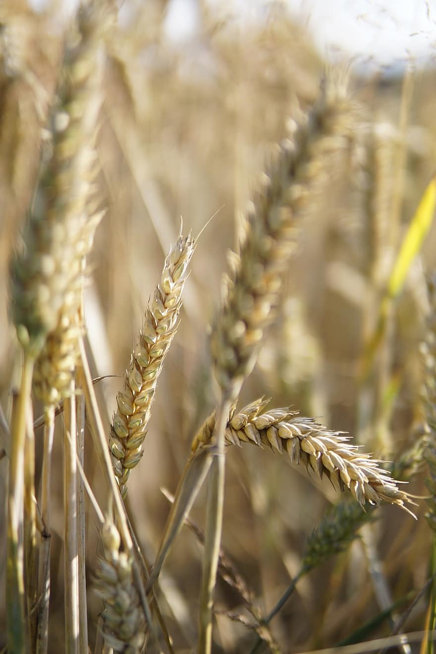 trigo, de cerca, cereales, agricultura, grano, maizal, naturaleza, campo de trigo, campo, espiga, rural