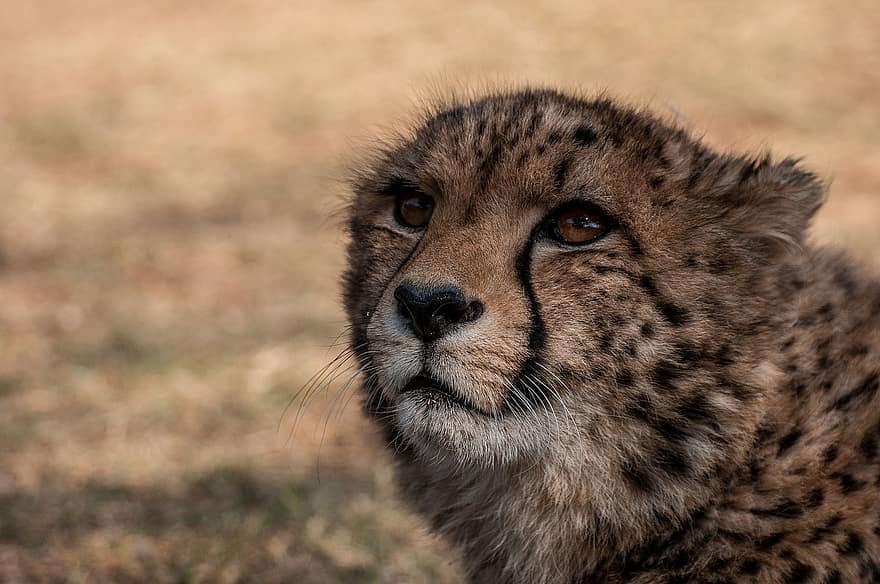 gepard, feline, rovdyr, stor kat, kat, dyr, vild, Afrika, natur, safari, dyreliv
