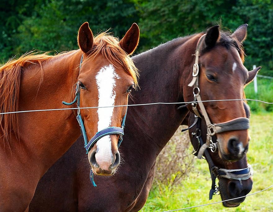 kuda, binatang, hewan, di luar rumah, tanah pertanian, kuda jantan, alam, kuda betina, kepala hewan, pemandangan pedesaan, mamalia