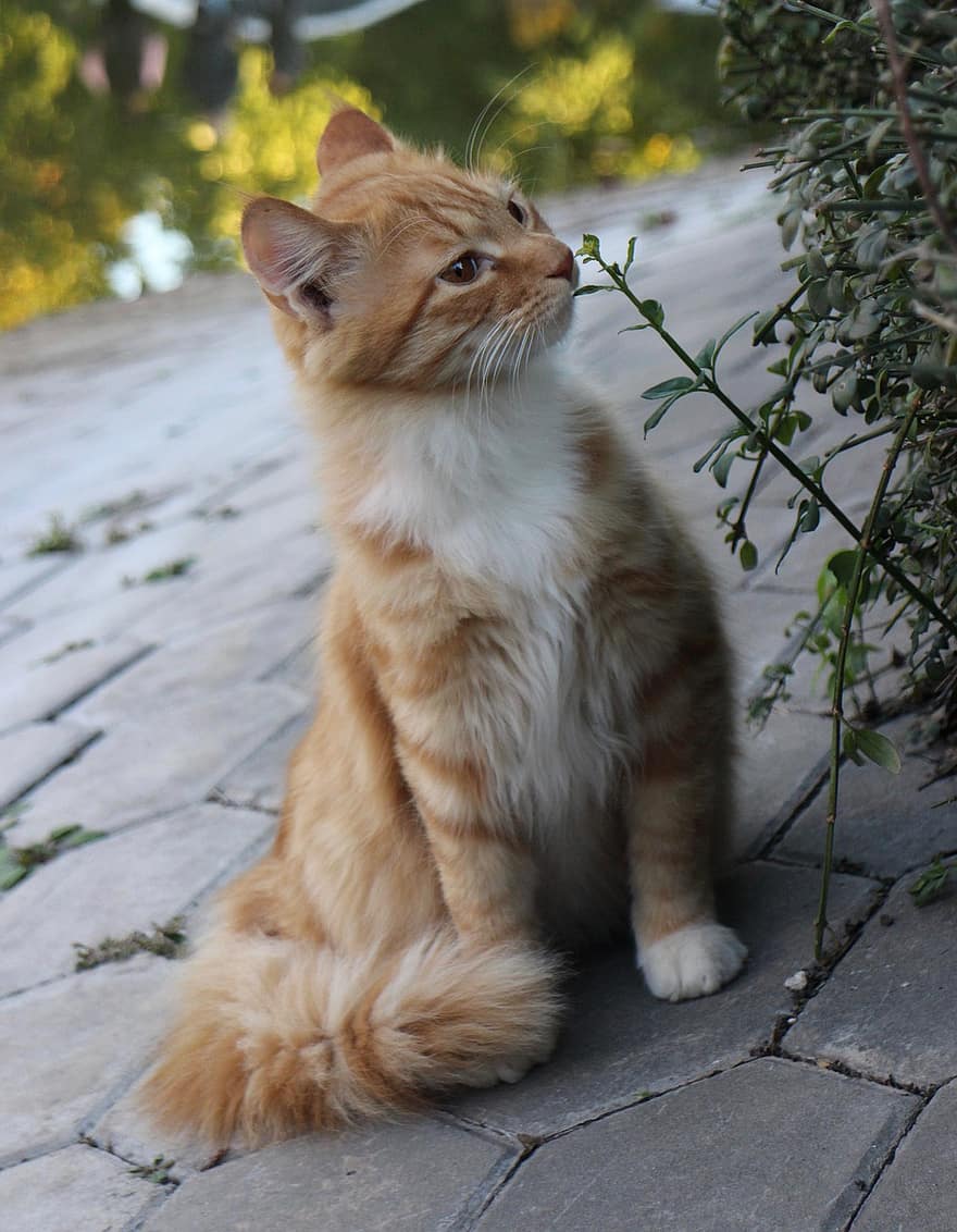 кошка, полосатый, домашнее животное, животное, оранжевый табби, рыжая кошка, внутренний, кошачий, млекопитающее, милый, Нюхающий цветок