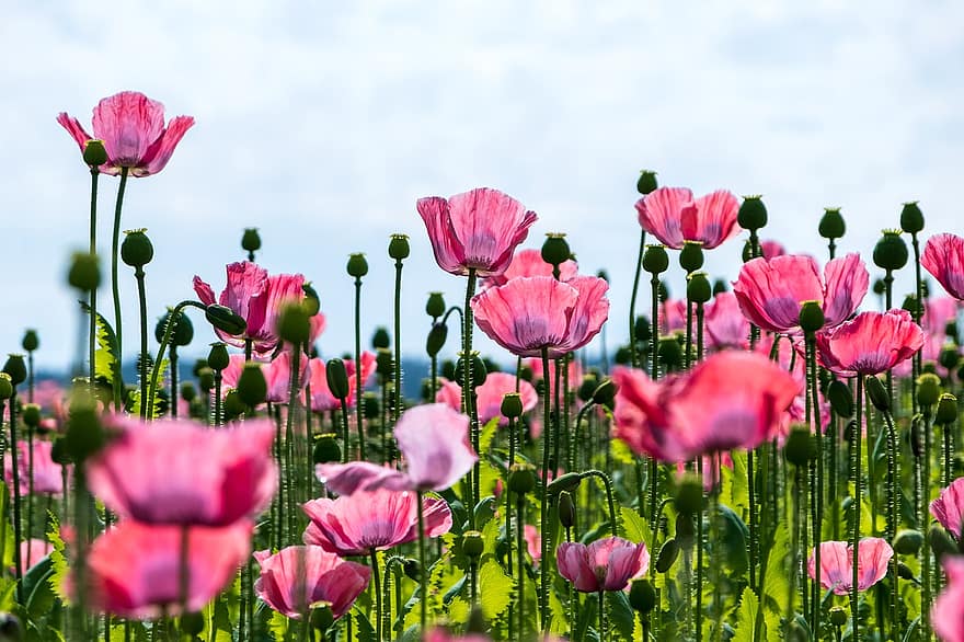 Poppy, Flowers, Pink Poppy, Pink Flowers, Blossom, Bloom, Flora, Floriculture, Horticulture, Botany, Nature