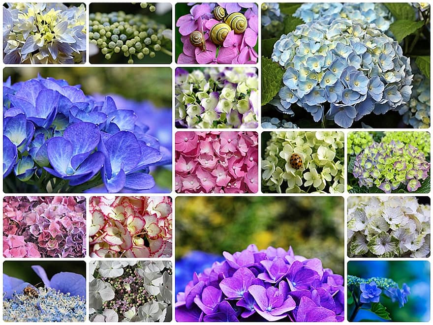 hortensias, collage, Hortensia-collage, Collage de flores, collage de fotos, flor, flor ornamental, planta, planta ornamental, las flores, flor de hortensia