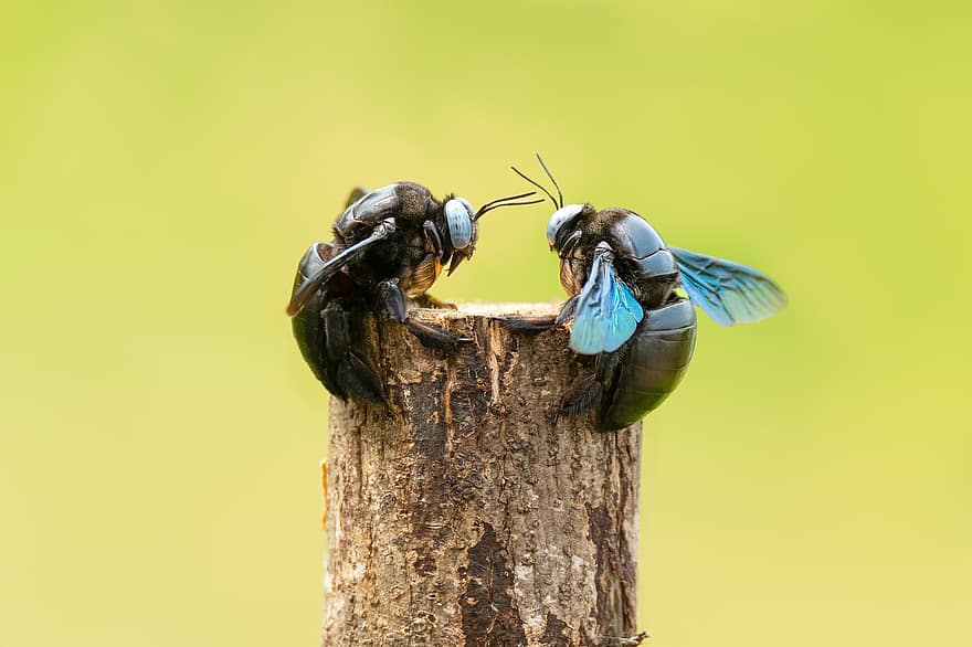 Beetle, Bug, Insect, Entomology, Animal, Antennae, Close Up, Colorful, Compound Eyes, Ecology, Environment