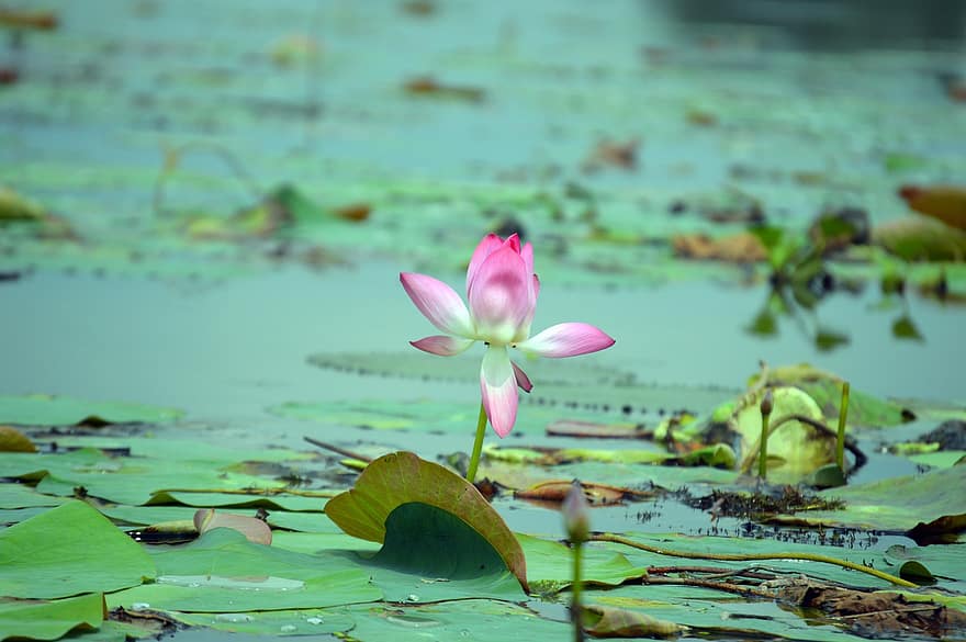 Flower, Petals, Lily, Lotus, Flora, Pond, Swamp, Water, Blossom, Blooming, Botany