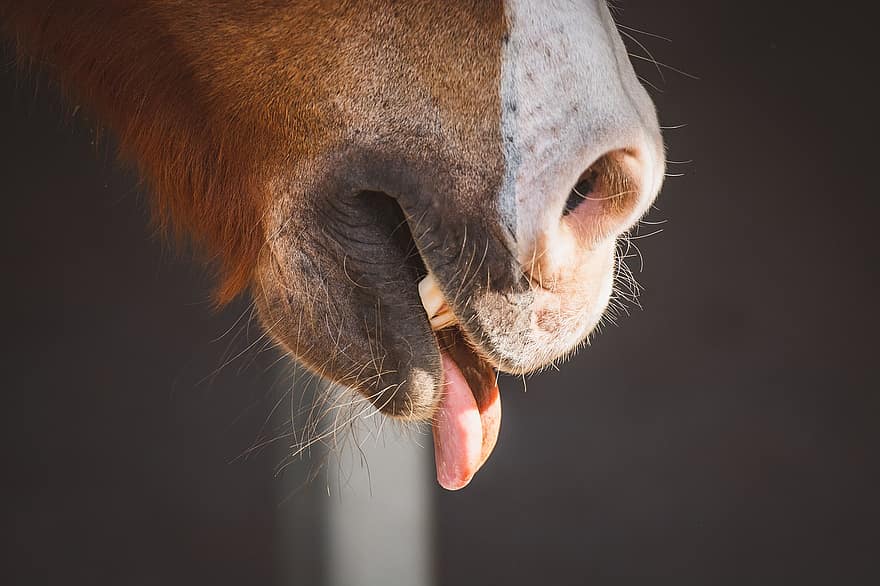 kůň, jazyk, poník, maul, pusa, zuby, nozdra, nos, savec, hlava