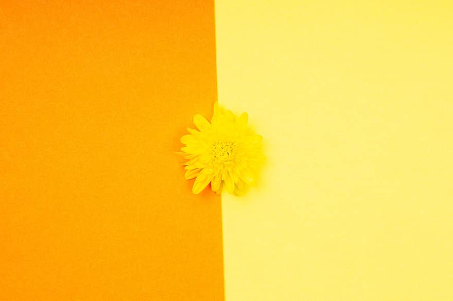 Flower, Minimalist, Background, Dandelion, Bloom, Yellow, Orange, Colorful, Valentines, Minimal, Design