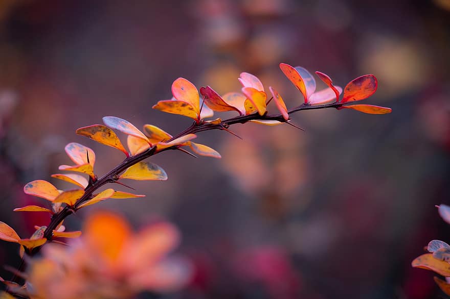 葉、ブッシュ、秋、オレンジ色の葉、ブランチ、木、工場、フローラ、自然、綺麗な、明るい