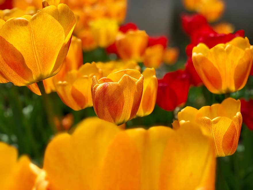 tulipány, žluté tulipány, květiny, žluté květy, okvětní lístky, žluté okvětní lístky, květ, flóra, pěstování květin, zahradnictví, botanika