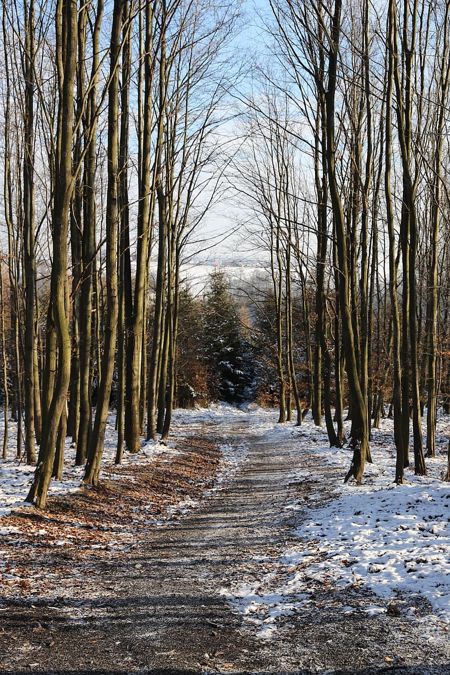 pálya, erdő, téli, hó, hideg, sétány, nyom, út, fák, tájkép