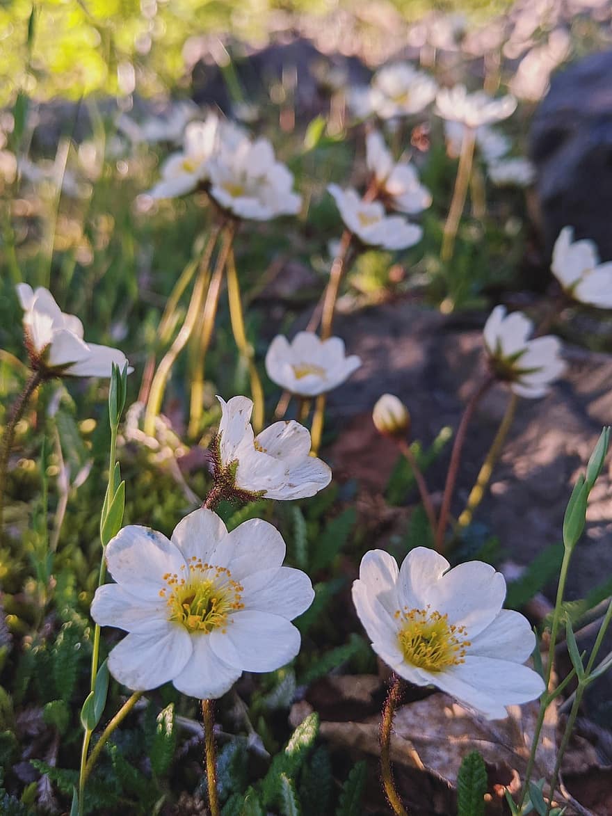 mountain avens, λευκά λουλούδια, Λευκός Δρυάς, Οκταπέταλα Βουνό-Λεωφόροι, λουλούδια, φύση, λιβάδι