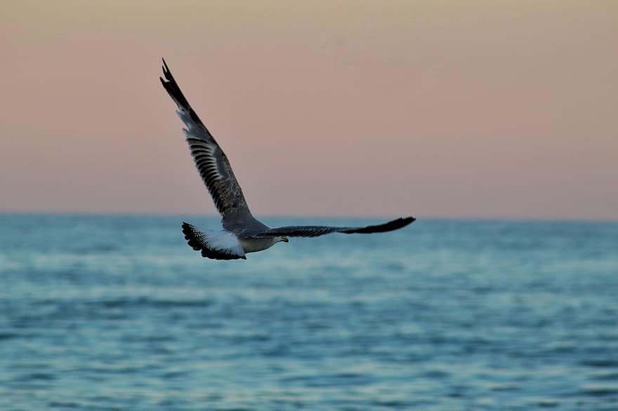 Gull, Bird, Flying, Seagull, Seabird, Animal, Wildlife, Wings, Plumage, Flight, Sea