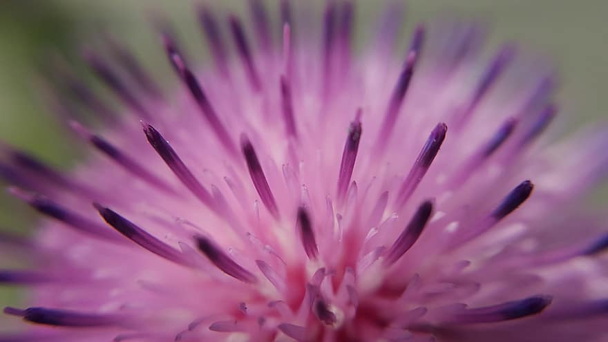 Flower, Purple, Petals, Blossom, Bloom, Close Up, Macro, Macro Photography, Flora, Botany