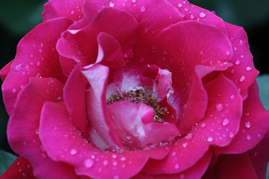 Róża, kwiat, roślina, różowa róża, różowy kwiat, rosa, mokro, krople rosy, płatki, Natura, krople deszczu