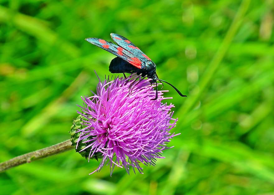 Insekt, Blume, Makro, Natur, Pflanze, violette Blume, Flügel, blühen